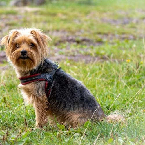 Airedale Terrier Dog Breed