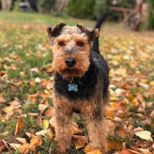 Airedale Terrier Dog Breed