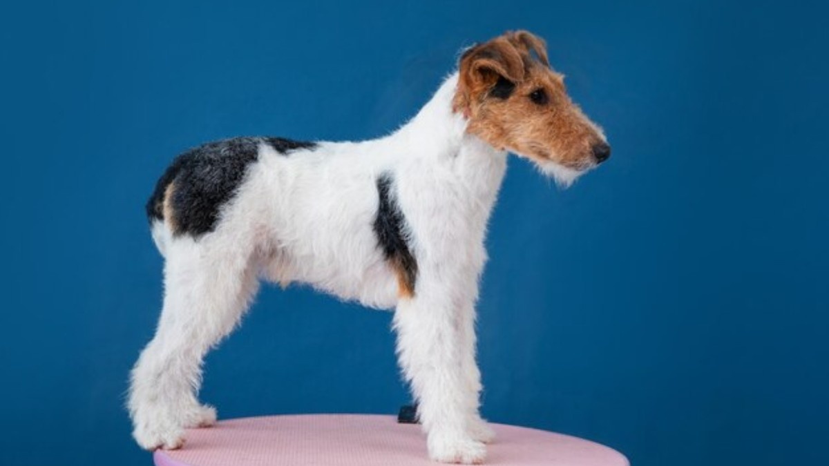 Fox Terrier Dog Breed