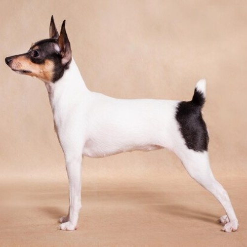 Fox Terrier Dog Breed