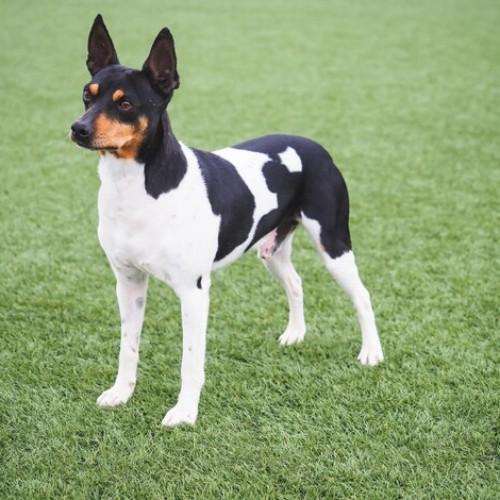 Fox Terrier Dog Breed