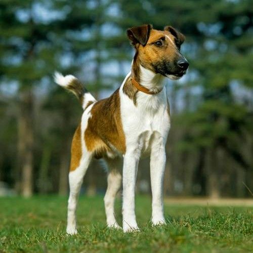 Fox Terrier Dog Breed