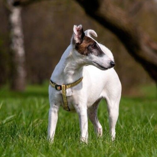 Fox Terrier Dog Breed