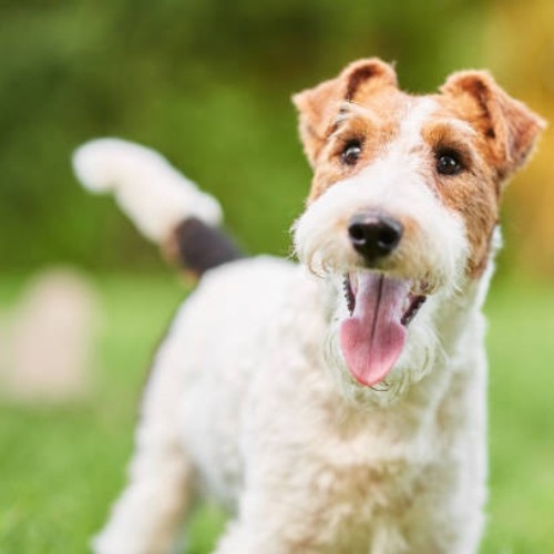 Fox Terrier Dog Breed