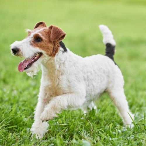 Fox Terrier Dog Breed