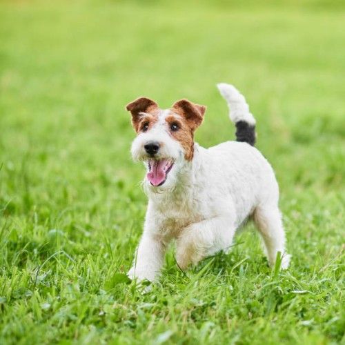 Fox Terrier Dog Breed