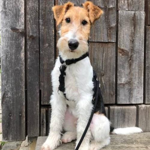 Fox Terrier Dog Breed