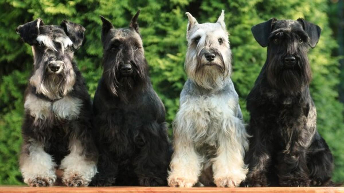 The Scottish Terrier