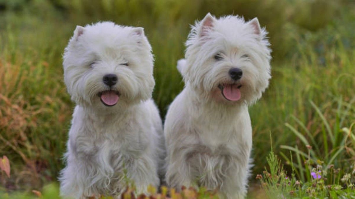 The West Highland White Terrier