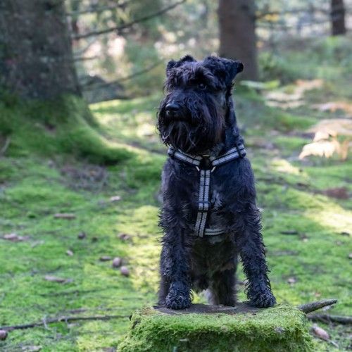 The Scottish Terrier