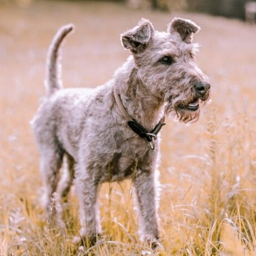 The Scottish Terrier