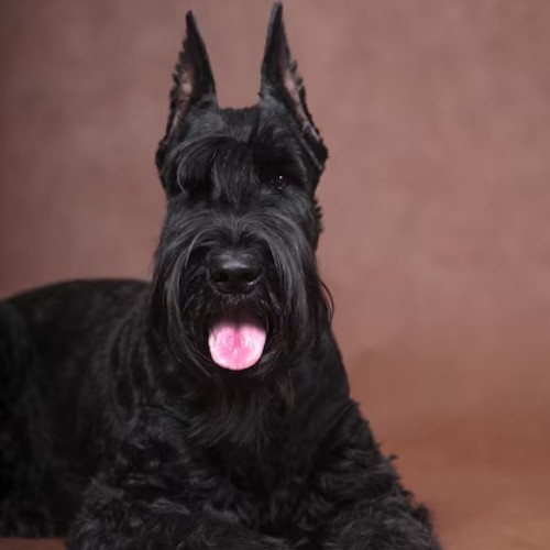 The Scottish Terrier