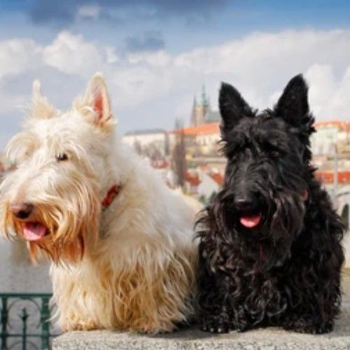 The Scottish Terrier