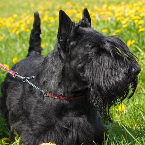 The Scottish Terrier