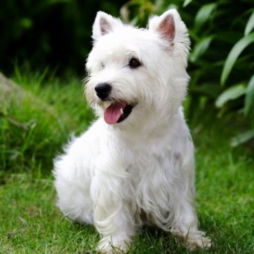 The West Highland White Terrier