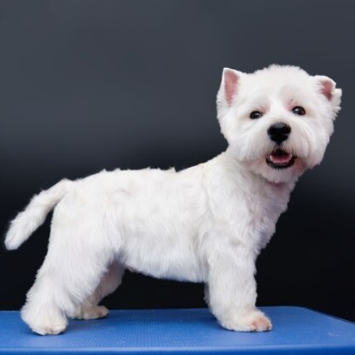 The West Highland White Terrier