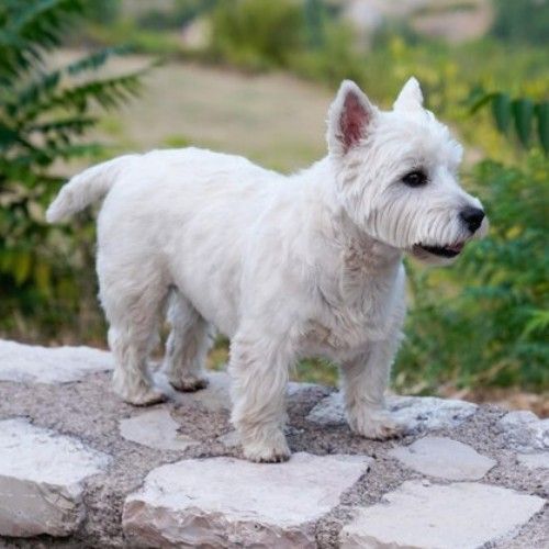 The West Highland White Terrier