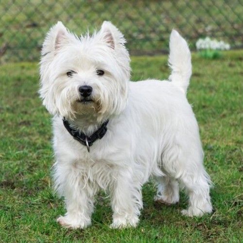 The West Highland White Terrier