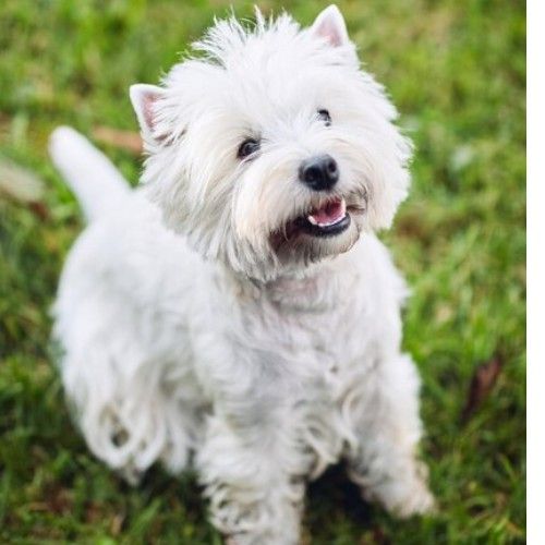 The West Highland White Terrier