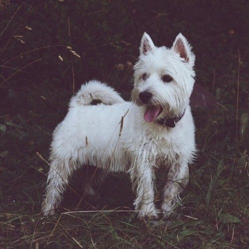 The West Highland White Terrier