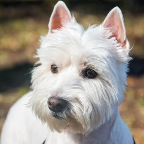 The West Highland White Terrier