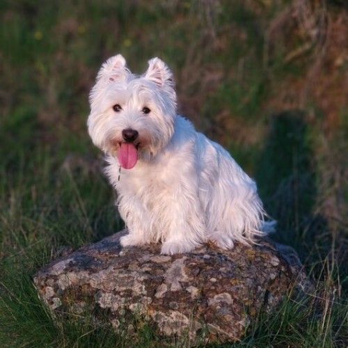 The West Highland White Terrier