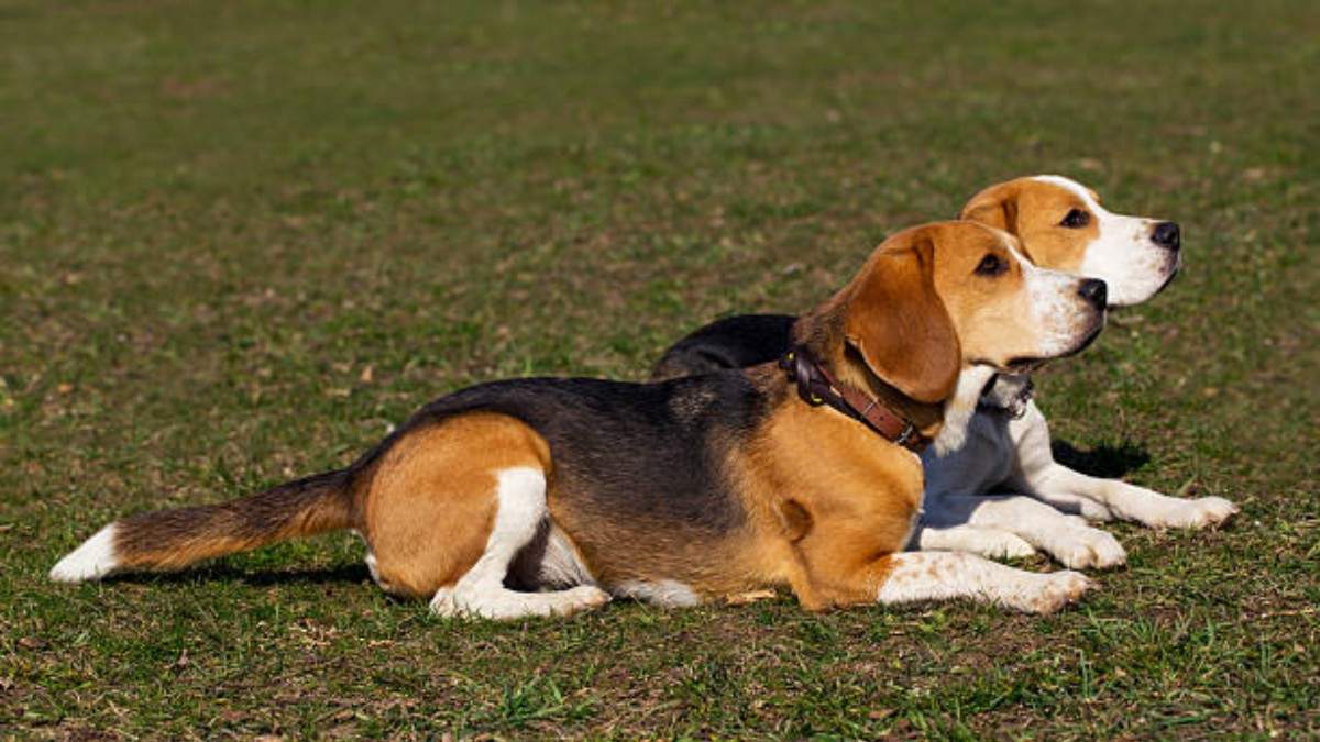 Beagle Dog Breed