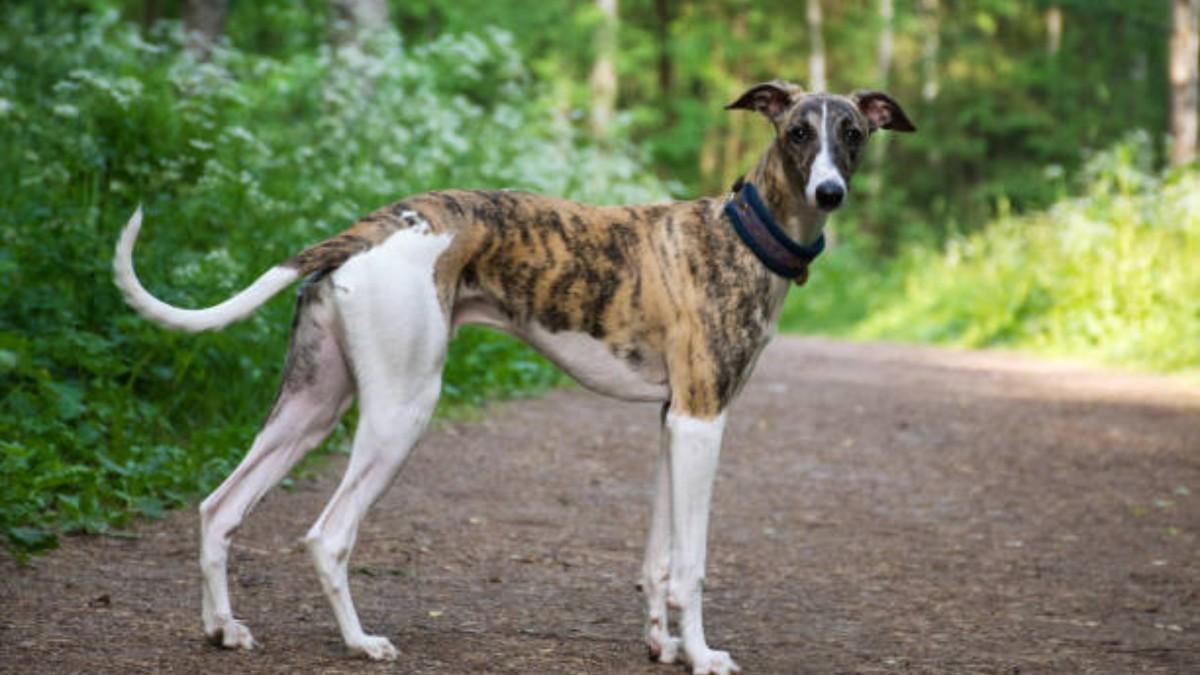 The Graceful Whippet Dog Breed