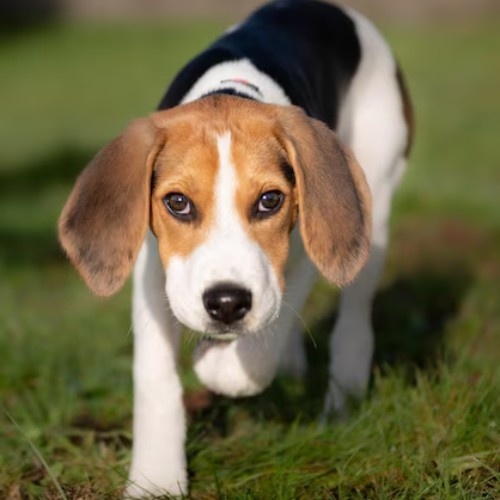 Beagle Dog Breed