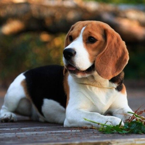 Beagle Dog Breed