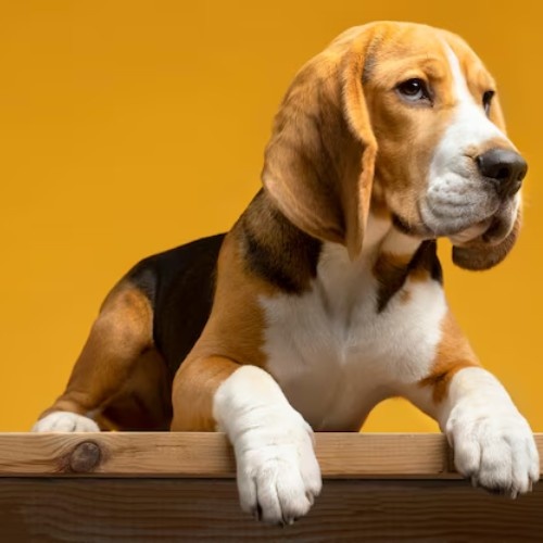 Beagle Dog Breed