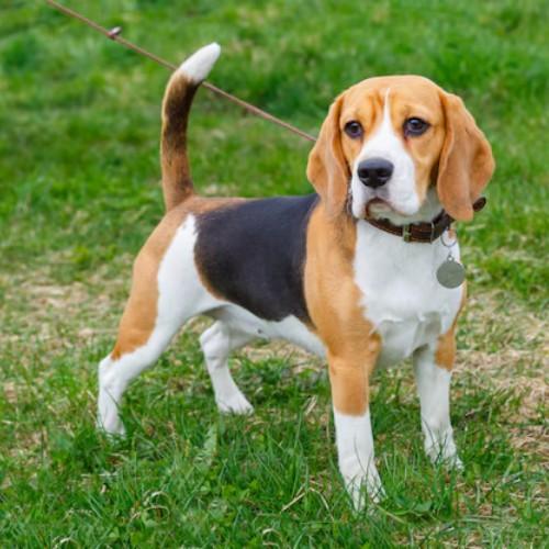 Beagle Dog Breed