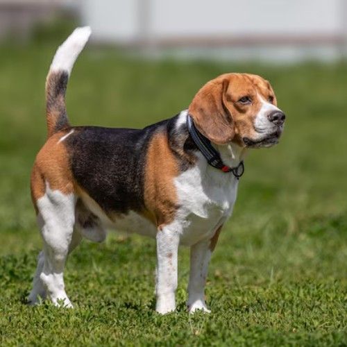 Beagle Dog Breed