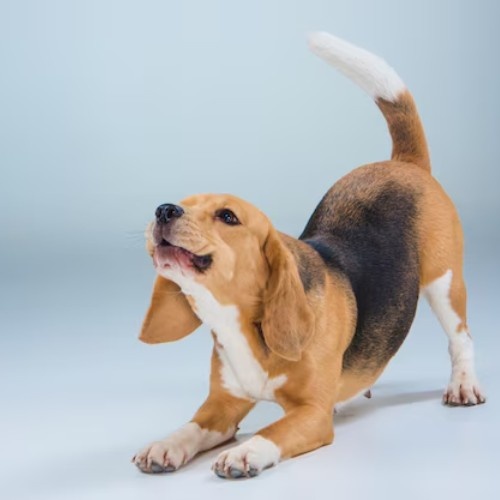 Beagle Dog Breed