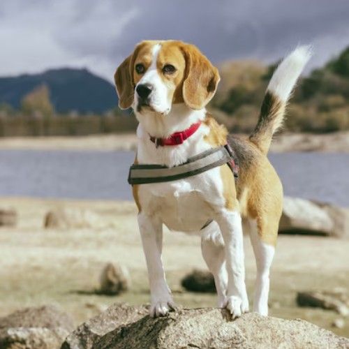 Beagle Dog Breed