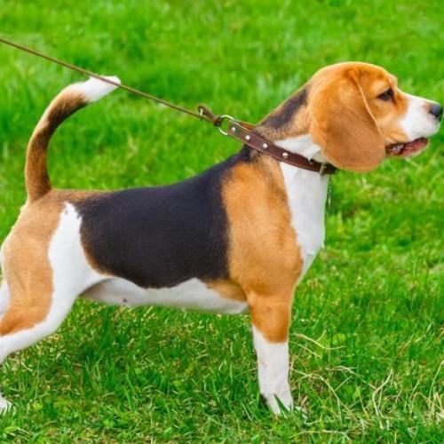 Beagle Dog Breed