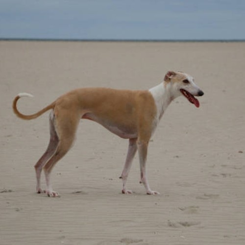 The Graceful Whippet Dog Breed