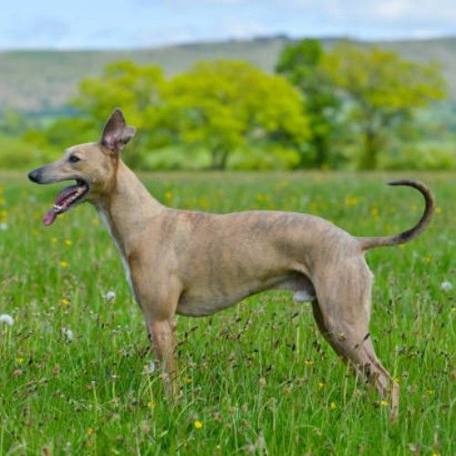 The Graceful Whippet Dog Breed