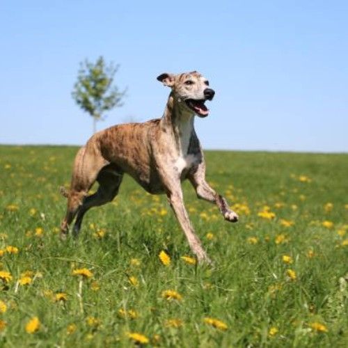 The Graceful Whippet Dog Breed