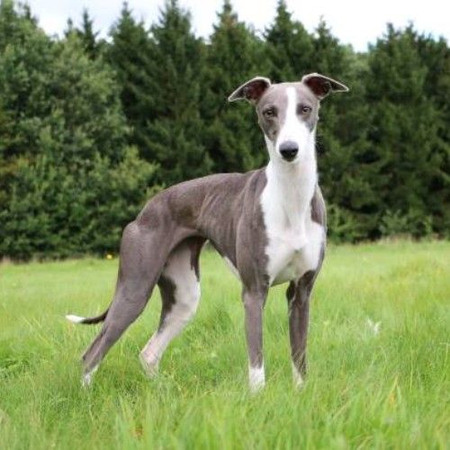 The Graceful Whippet Dog Breed