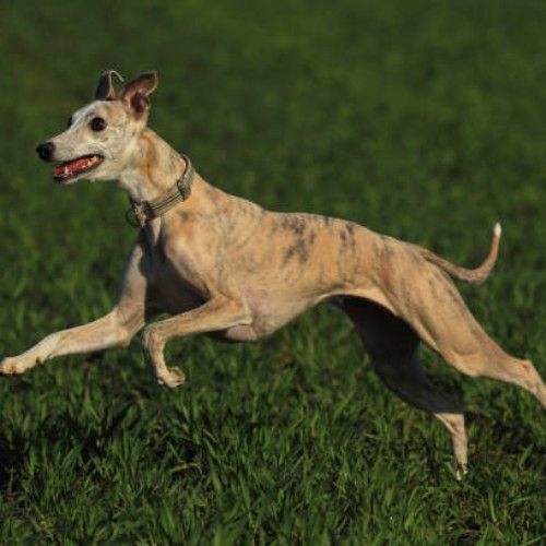 The Graceful Whippet Dog Breed