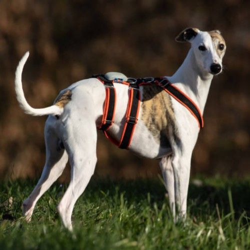 The Graceful Whippet Dog Breed