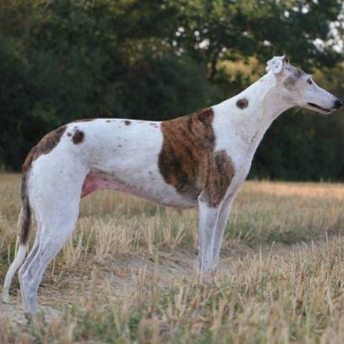 The Graceful Whippet Dog Breed