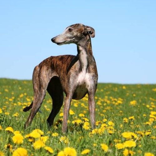 The Graceful Whippet Dog Breed