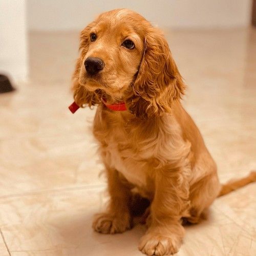 Cocker Spaniel Dog Breed