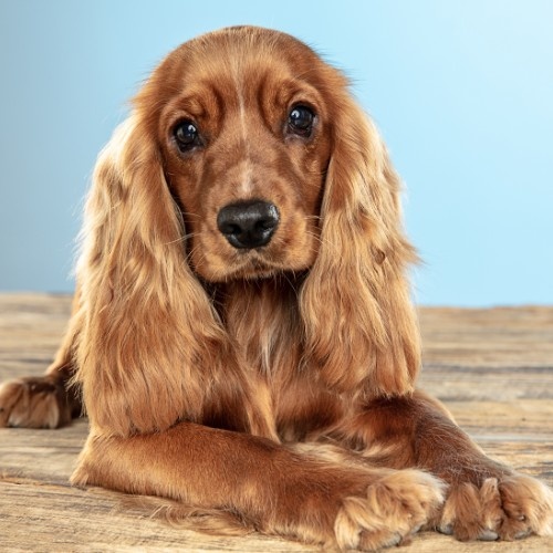 Cocker Spaniel Dog Breed