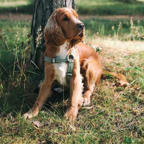 Cocker Spaniel Dog Breed