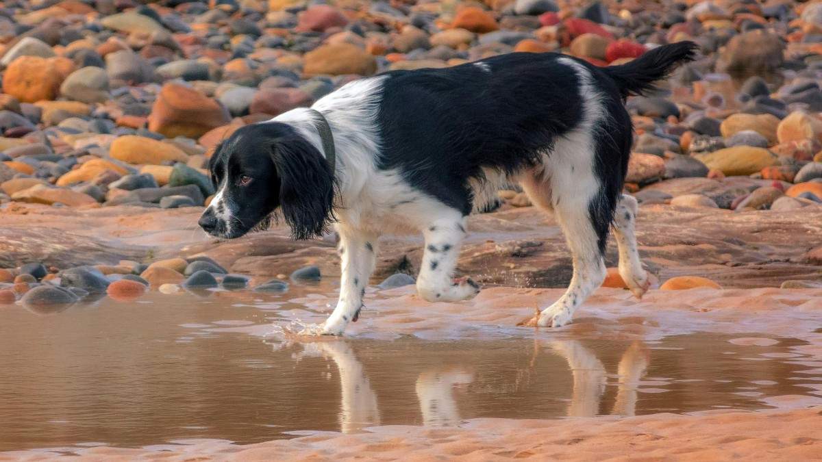 English Springer Spaniel