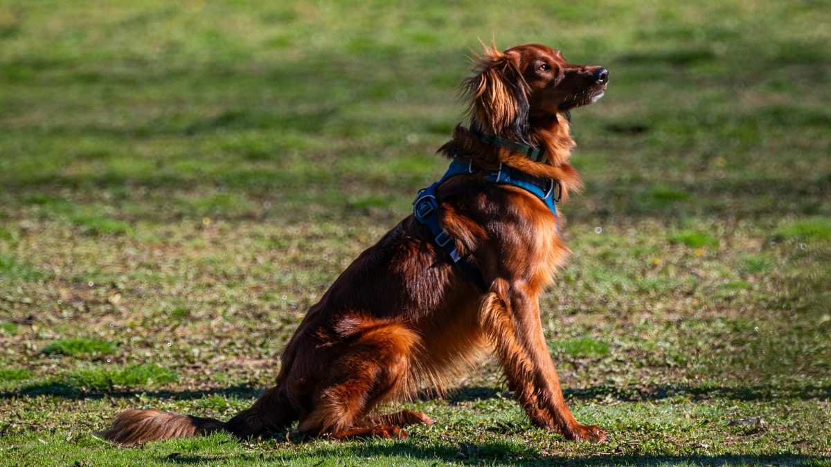 Irish Setter Dog Breed