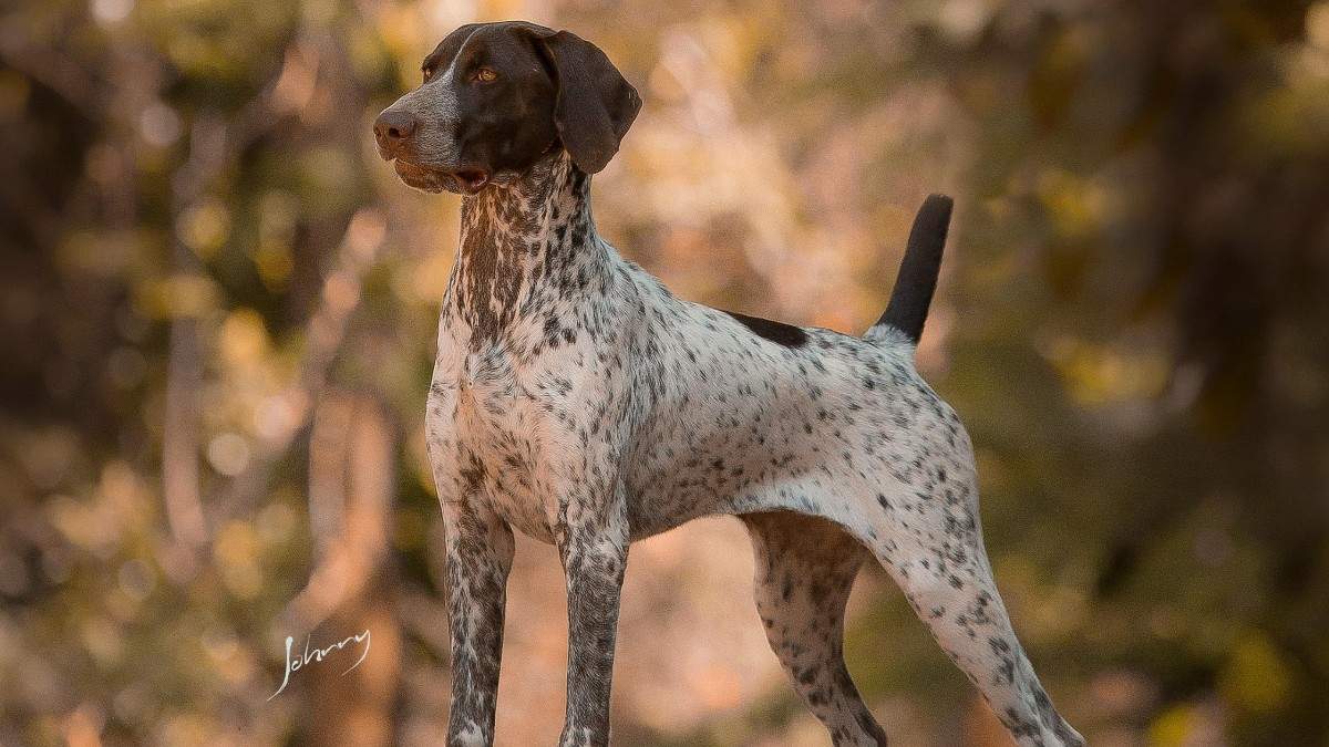 The Pointer Dog Breed